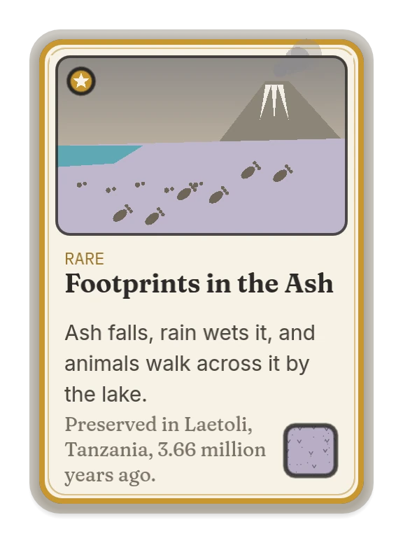 Footprints in the Ash: ash falls, rain wets it, and animals walk across it by the lake. Preserved in Laetoli, Tanzania, 3.66 million years ago.